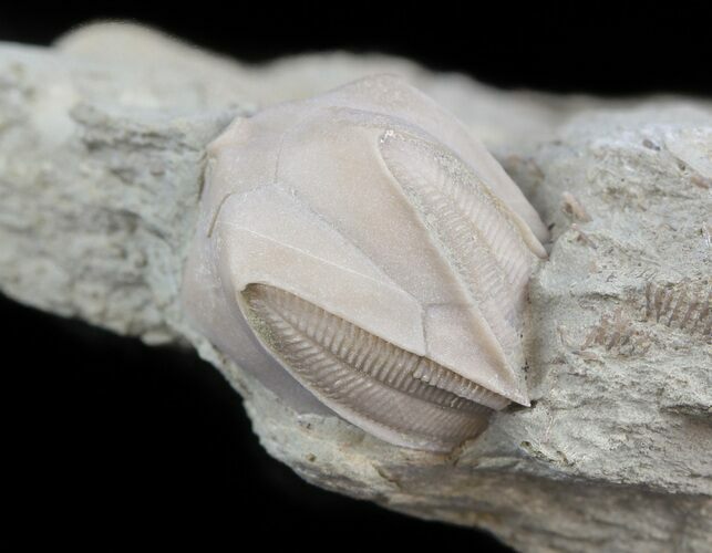 Blastoid (Pentremites) Fossil - Illinois #45030